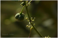 Baliospermum montanum